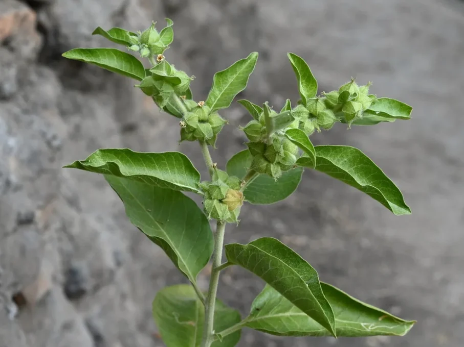 Natural Energy and Vitality: Herbs, Sleep and Gut Health Explained 3 Ashwagandha (Withania somnifera) plant leaves