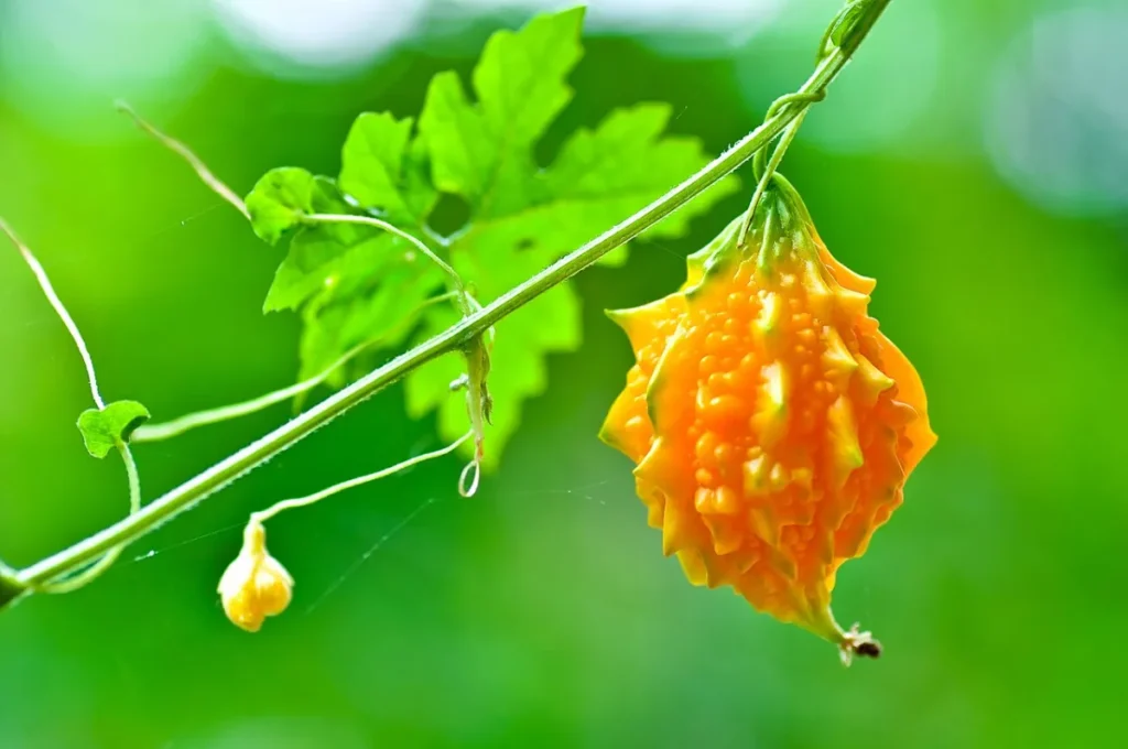 Natural Health Guides for Healthy Living 3 Ripe bitter melon (Momordica charantia) fruit on the vine