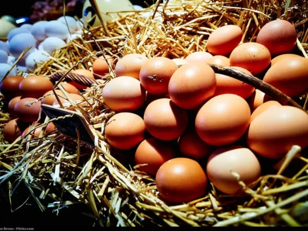 Basket of brown eggs