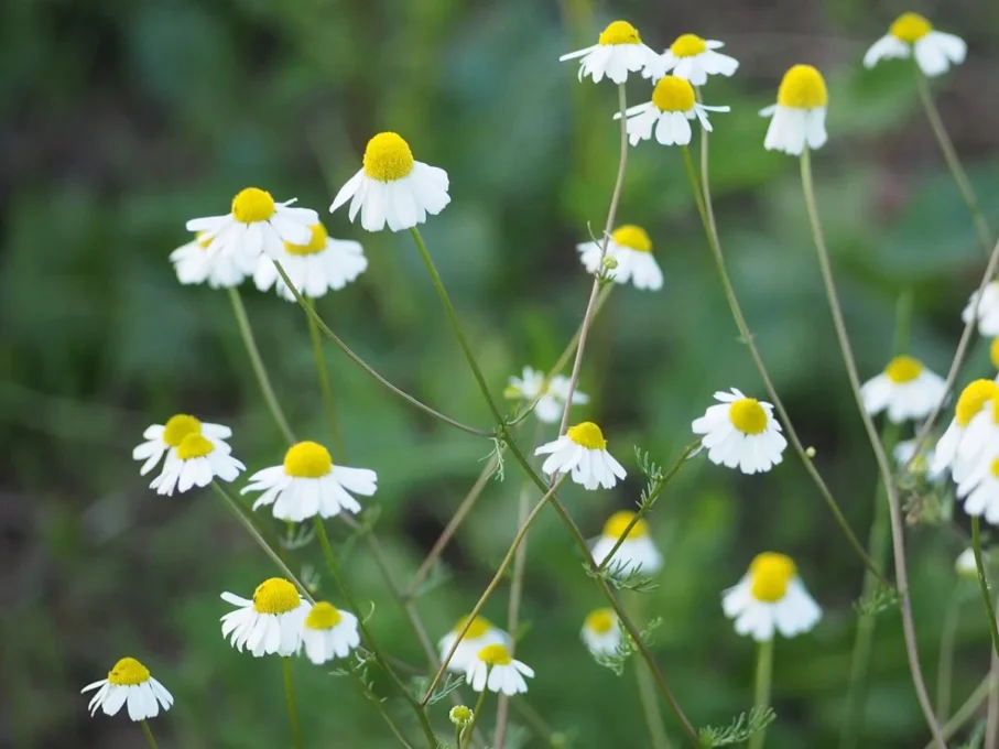 Natural Sleep Aids Compared: Melatonin, Valerian, Chamomile and Tart Cherry 1 Chamomile flowers growing in a field