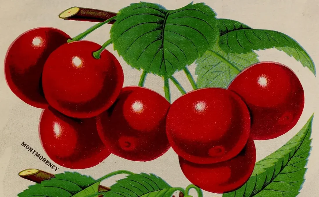 Natural Sleep Aids Compared: Melatonin, Valerian, Chamomile and Tart Cherry 2 Natural sleep aids: botanical illustration of red cherries