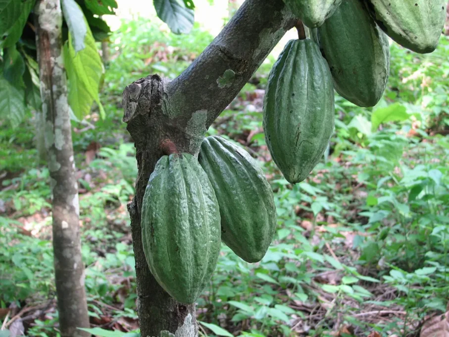 Natural Health Guides for Healthy Living 1 Green cocoa pods growing on a Theobroma cacao tree