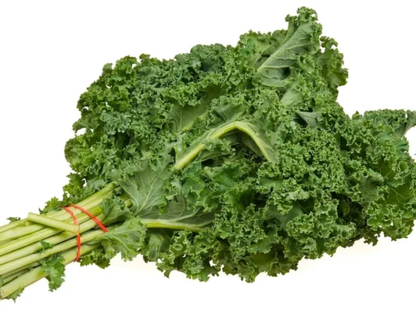 Fresh bunch of curly kale