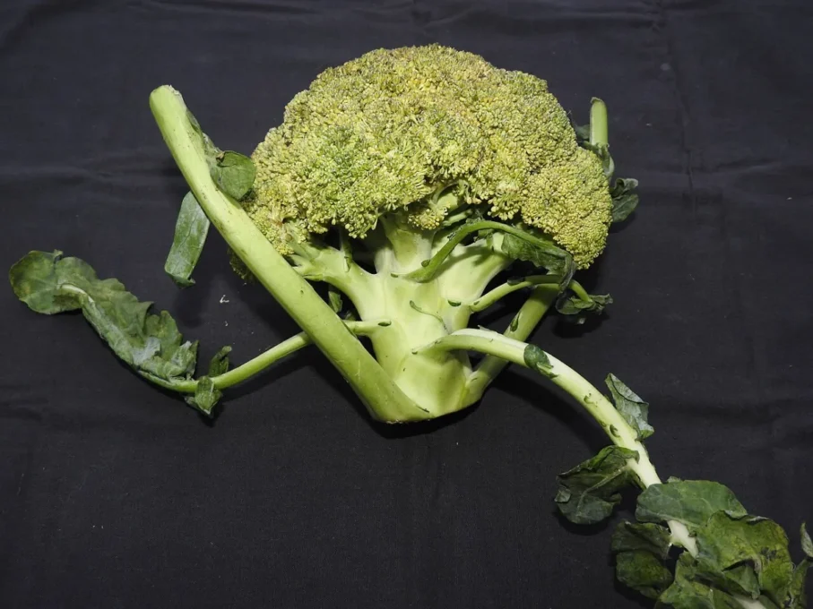 Natural Health Guides for Healthy Living 5 Fresh green broccoli head