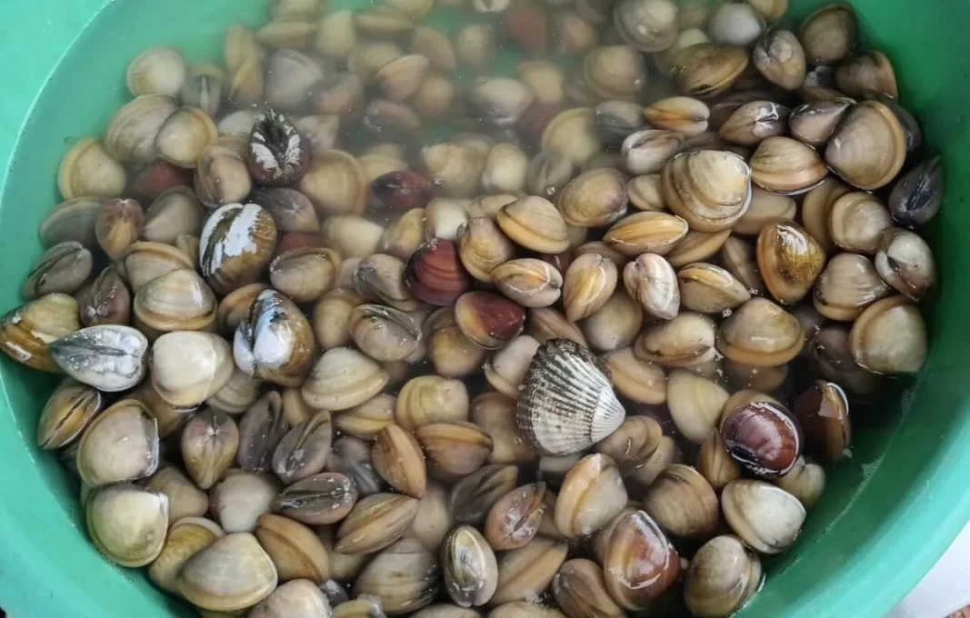 Vitamin B12 and Memory: Signs of Low B12 and Who Should Get Tested 2 Vitamin B12 and memory: fresh clams in their shells