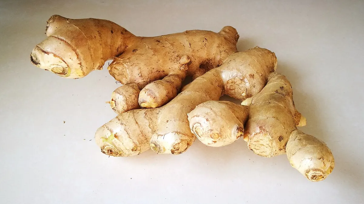 Nutrition and cancer risk: fresh ginger root