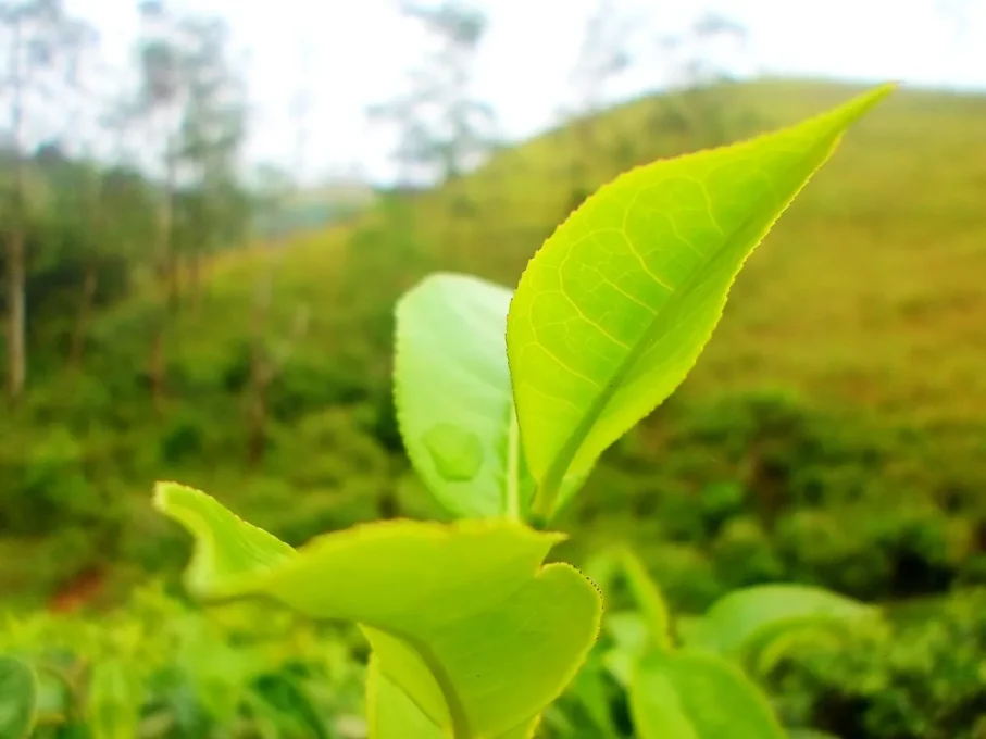 Green Tea and Cancer Risk: What We Know and What We Don't 2 Green tea and cancer risk: young green tea leaves on a tea plant