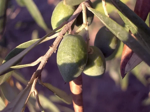 Green olives ripening on an olive tree branch