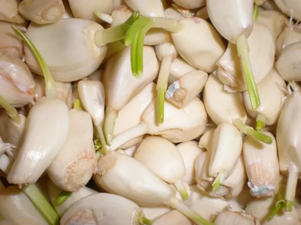 Peeled garlic cloves