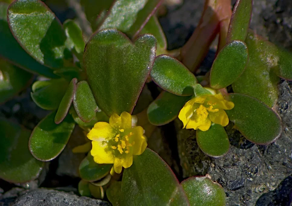 Purslane (Portulaca oleracea) leaves with small yellow flowers