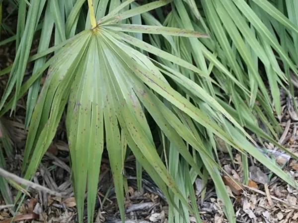 Saw palmetto (Serenoa repens) palm fronds