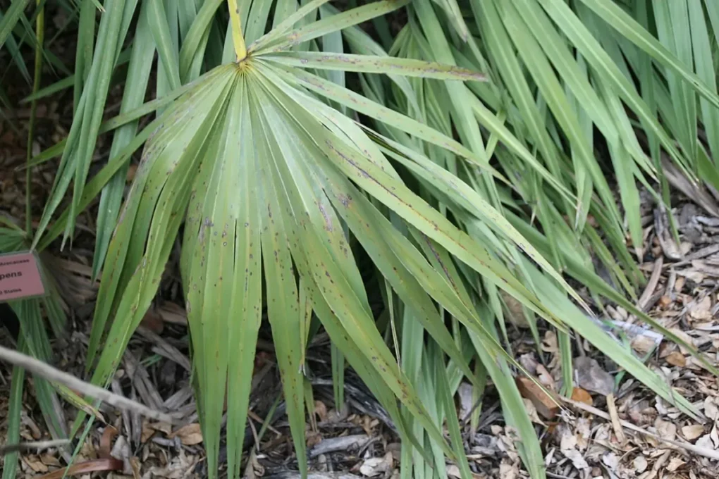 Saw palmetto (Serenoa repens) palm fronds