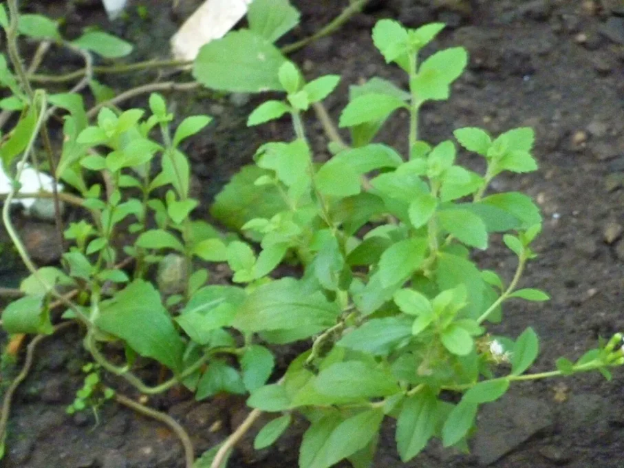 Foods and Spices Studied for Healthy Blood Sugar Levels 3 Green stevia (Stevia rebaudiana) plant leaves