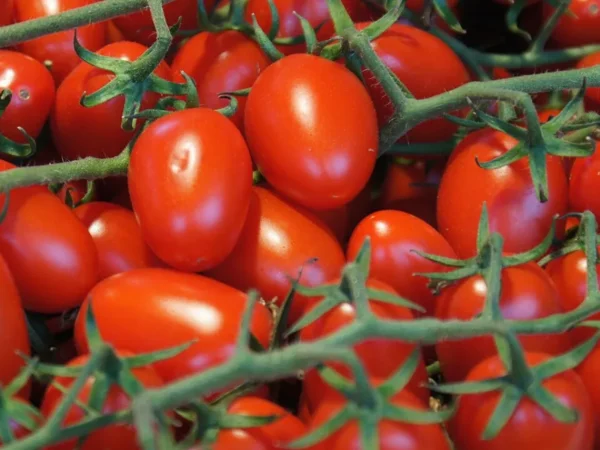Ripe red tomatoes on the vine