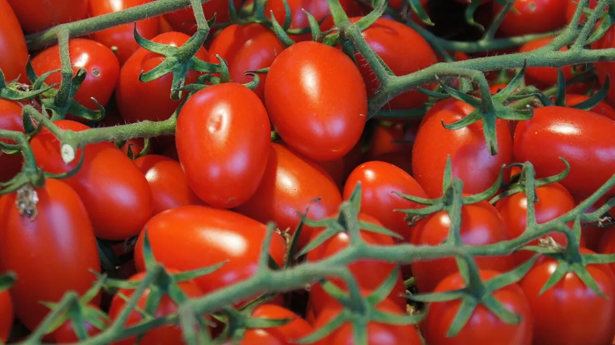 Natural Health Guides for Healthy Living 4 Ripe red tomatoes on the vine