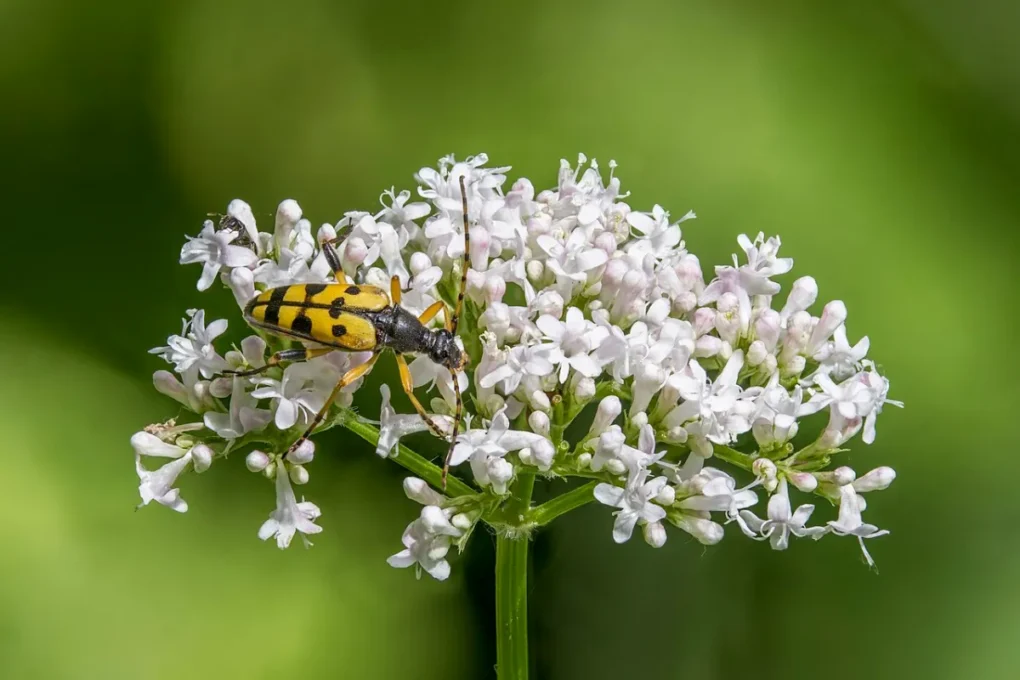 Natural Energy and Vitality: Herbs, Sleep and Gut Health Explained 2 Natural energy: white valerian (Valeriana officinalis) flowers
