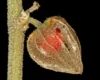 Ashwagandha berry inside its papery husk