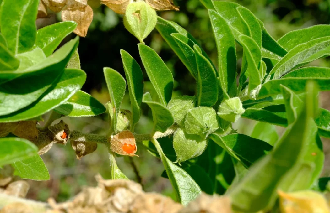 Ashwagandha for Stress and Sleep: Benefits, Dosage and Safety 2 Ashwagandha for stress: ashwagandha plant leaves and berries