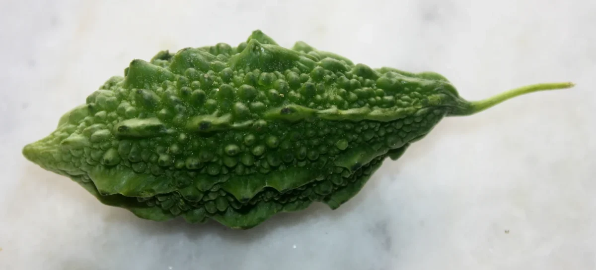 Bitter Melon and Blood Sugar: Benefits, Risks and How to Cook It 2 Bitter melon and blood sugar: a single bitter melon on a white background