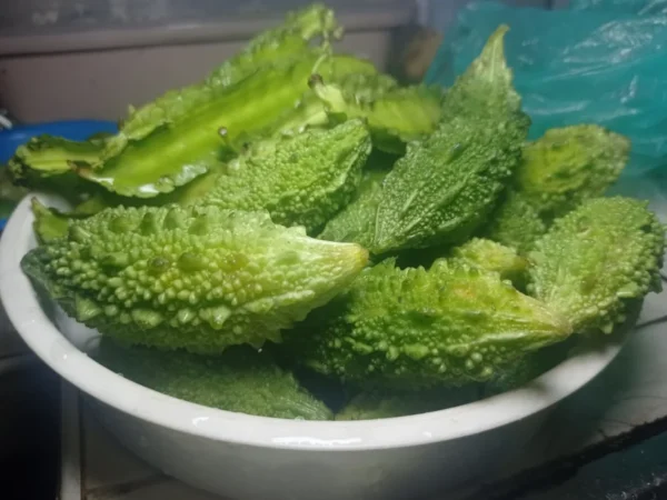 Fresh green bitter melons