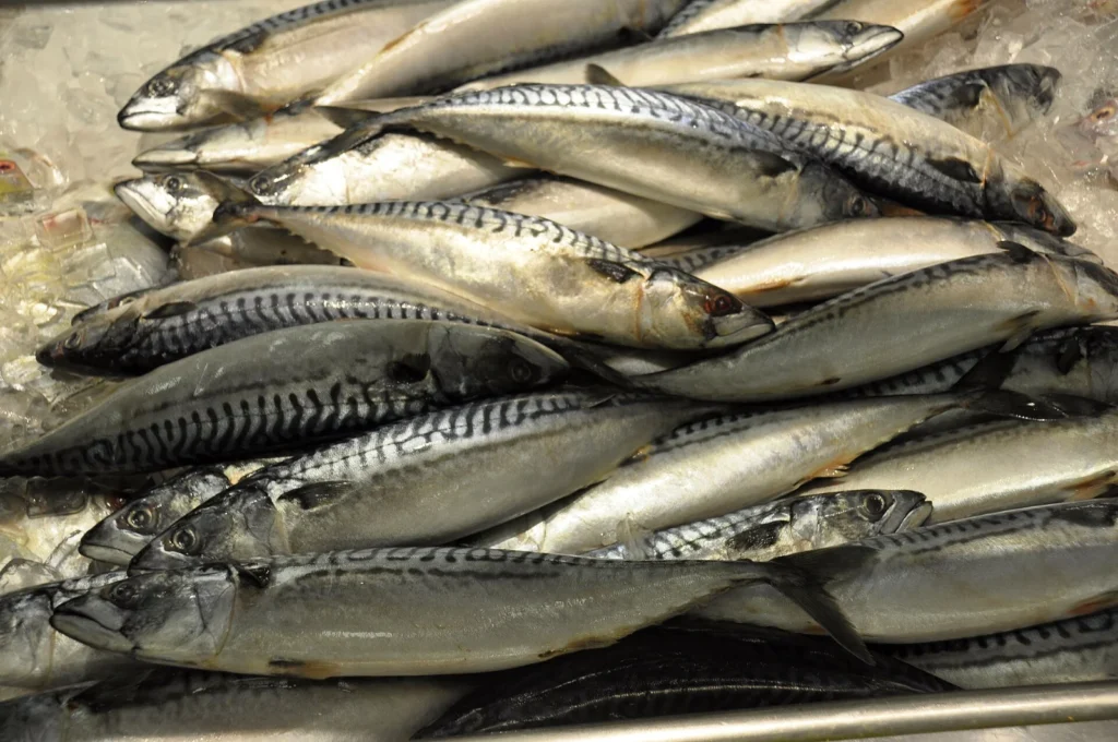 CoQ10 supplements: fresh mackerel at a fish market