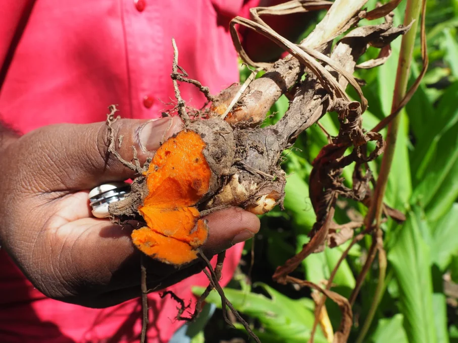 Turmeric and Brain Health: What Curcumin Research Shows 1 Freshly harvested turmeric rhizomes with the plant